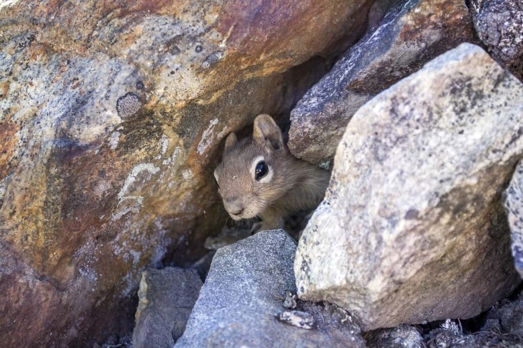 Chipmunk In Rocks